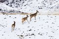 32 Yellowstone NP, witstaarthert